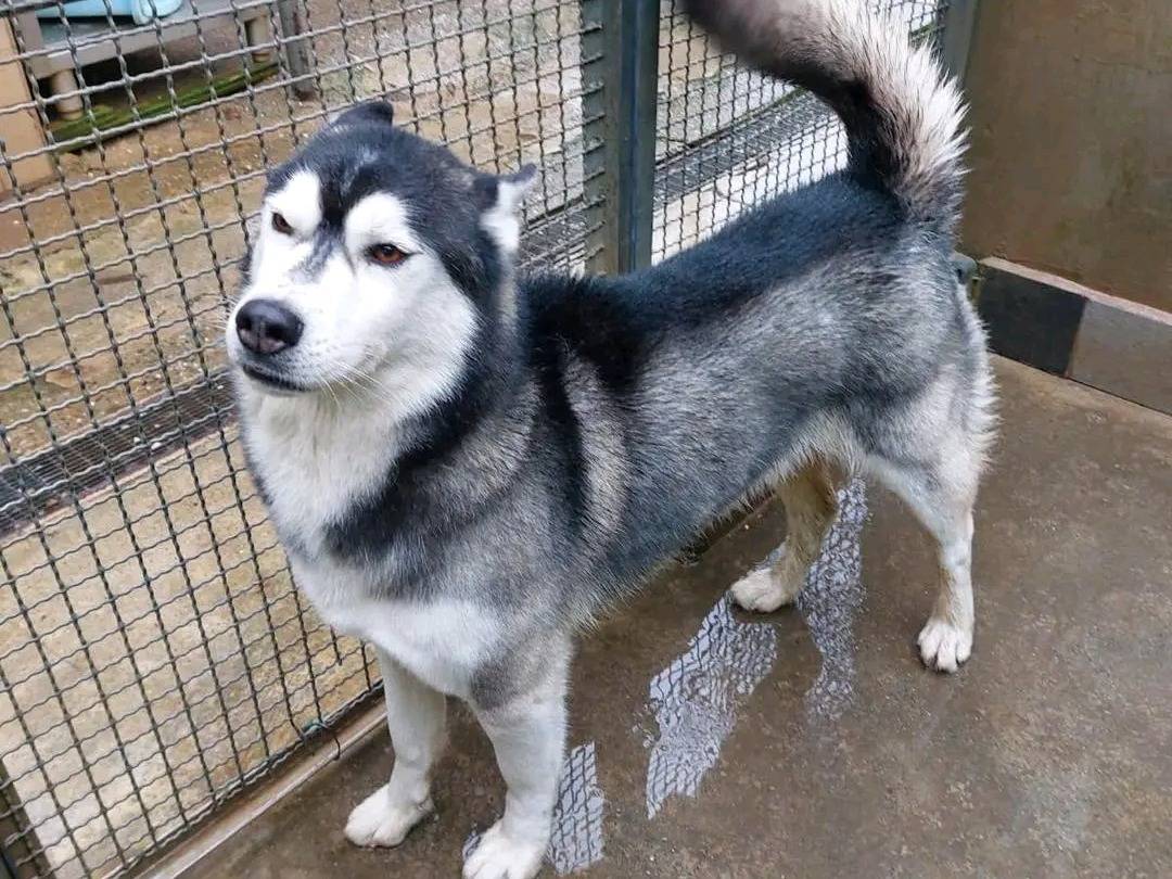 Vuoi adottare un cane a Cremona?