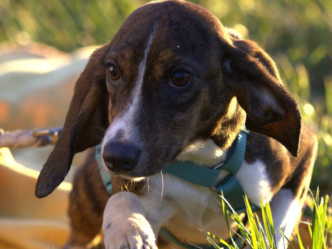 Vuoi adottare un cane a Milano?