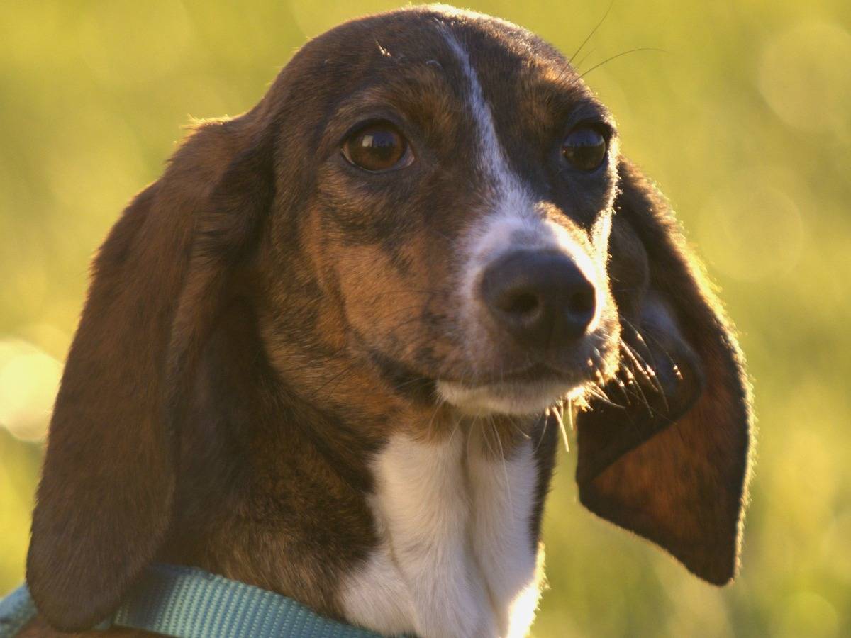 Adotta il cane CAKE a Milano