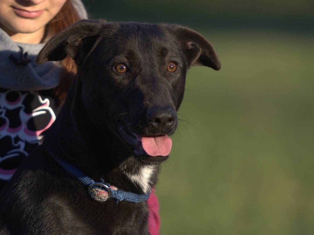 Adozione cane, femmina, Razza sconosciuta Razza sconosciuta, 1 anno e 2 mesi, taglia media, Milano