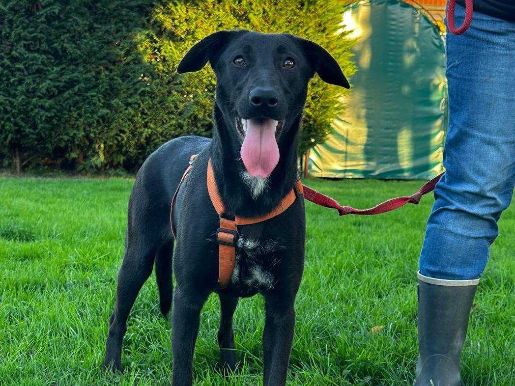 Adotta un cane, femmina, 1 anno e 2 mesi, Milano