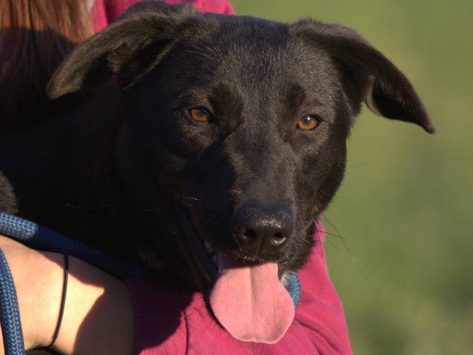 Adotta un cane, taglia media, femmina, Milano