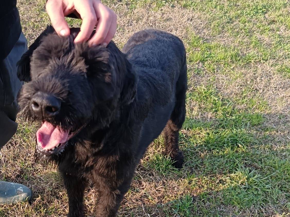 Adozione cane, femmina, Schnauzer Razza sconosciuta, 3 anni e 9 mesi, taglia grande, Napoli