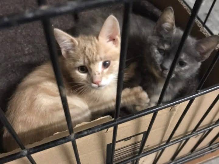 Adotta il gatto Bello e bella a Latina