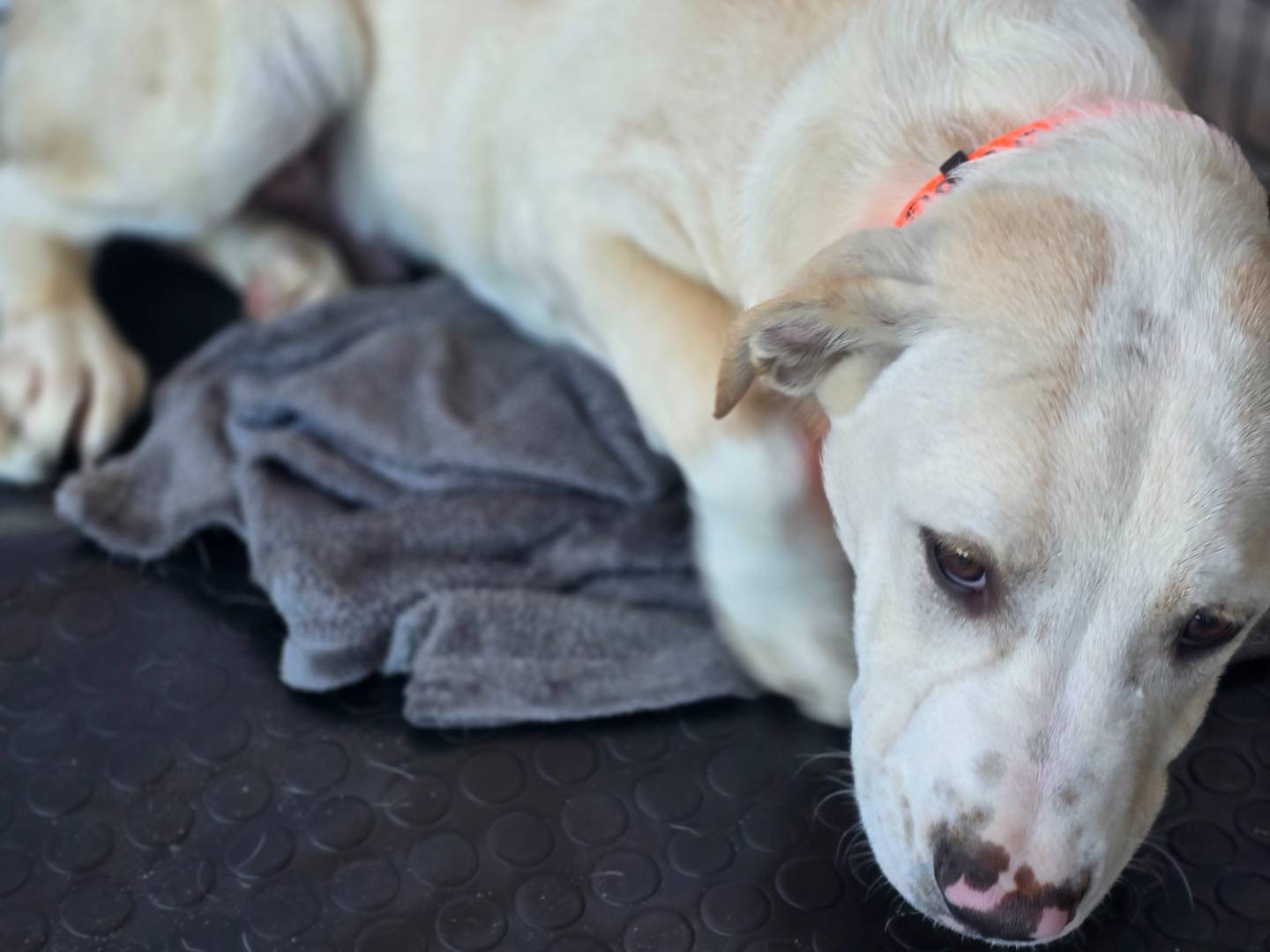 Adozione cane, maschio, Labrador Retriever Pitbull, 1 anno, taglia media, Napoli