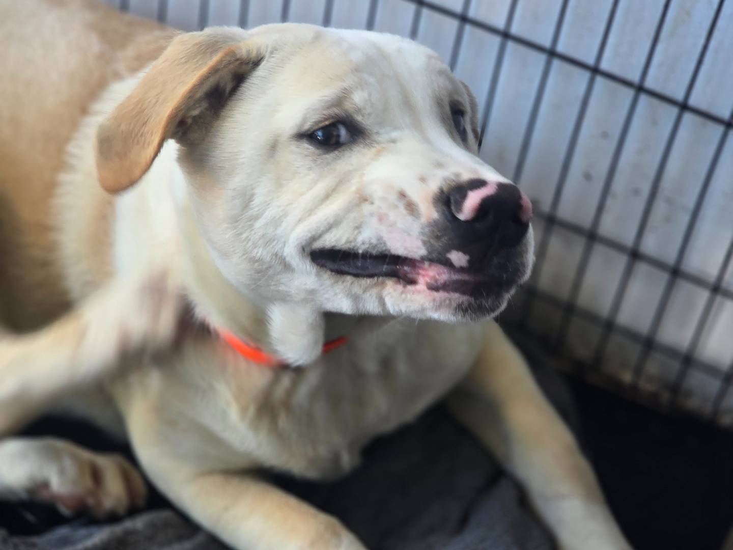 Adotta un cane, maschio, 1 anno, Napoli