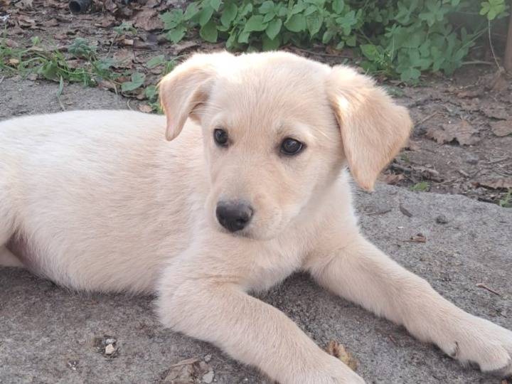 Adozione cane, femmina, Pastore maremmano Labrador Retriever, 2 mesi, taglia grande, Siracusa