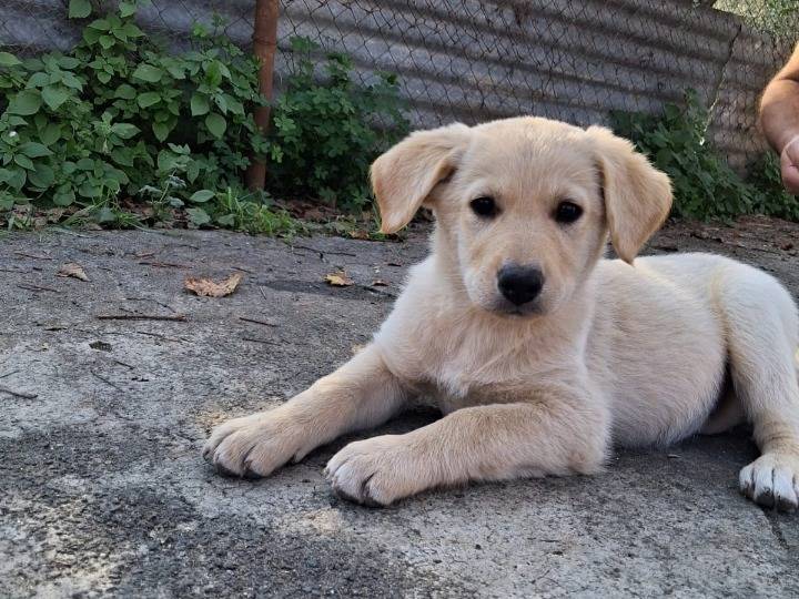 Adotta un cane, femmina, 2 mesi, Siracusa
