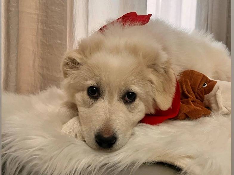 Adozione cane, femmina, Pastore maremmano Razza sconosciuta, 4 mesi, taglia grande, Barletta