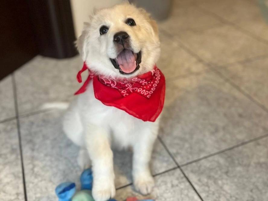 Adotta un cane, femmina, 4 mesi, Barletta