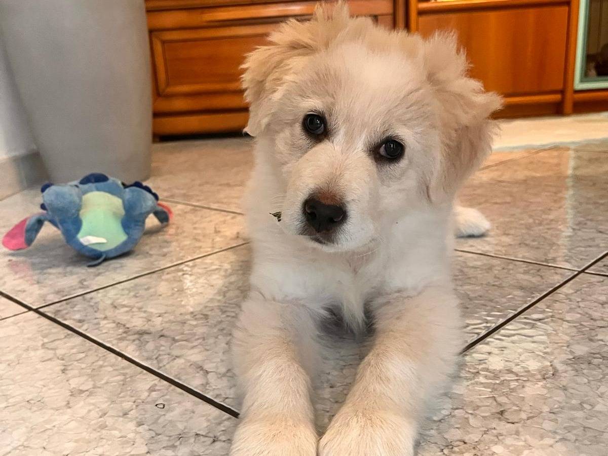 Vuoi adottare un cane a Barletta?