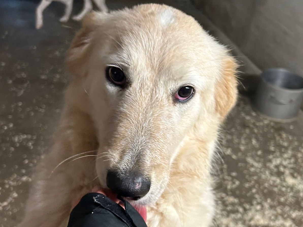 Adozione cane, femmina, Pastore maremmano Razza sconosciuta, 1 anno e 3 mesi, taglia media, Milano