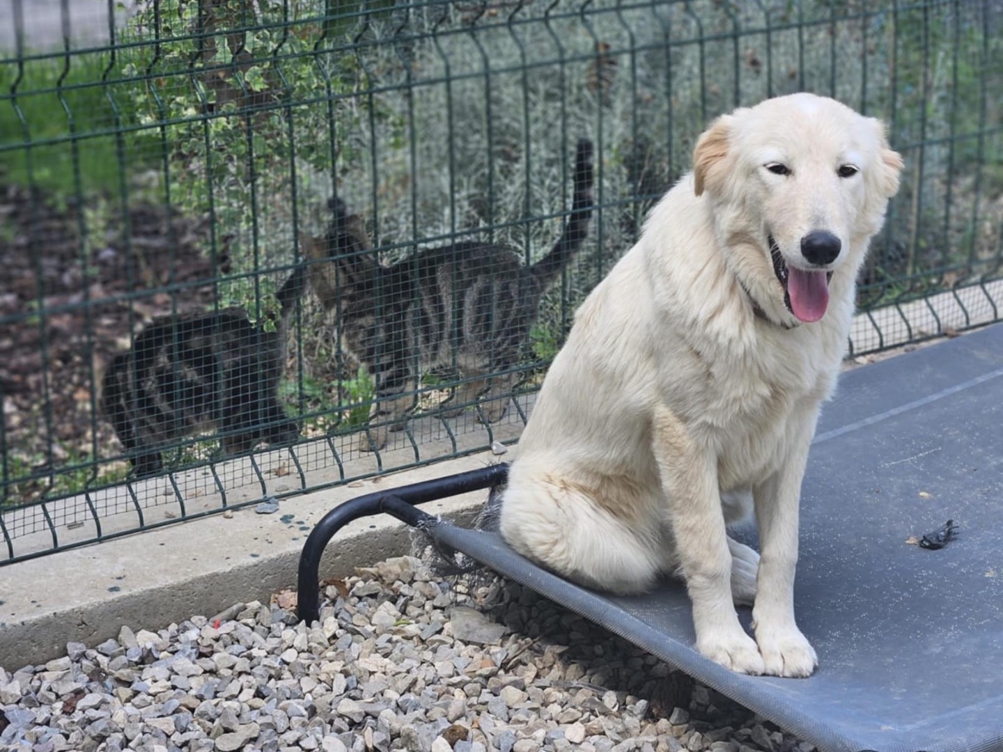 Adotta un cane, taglia media, femmina, Milano
