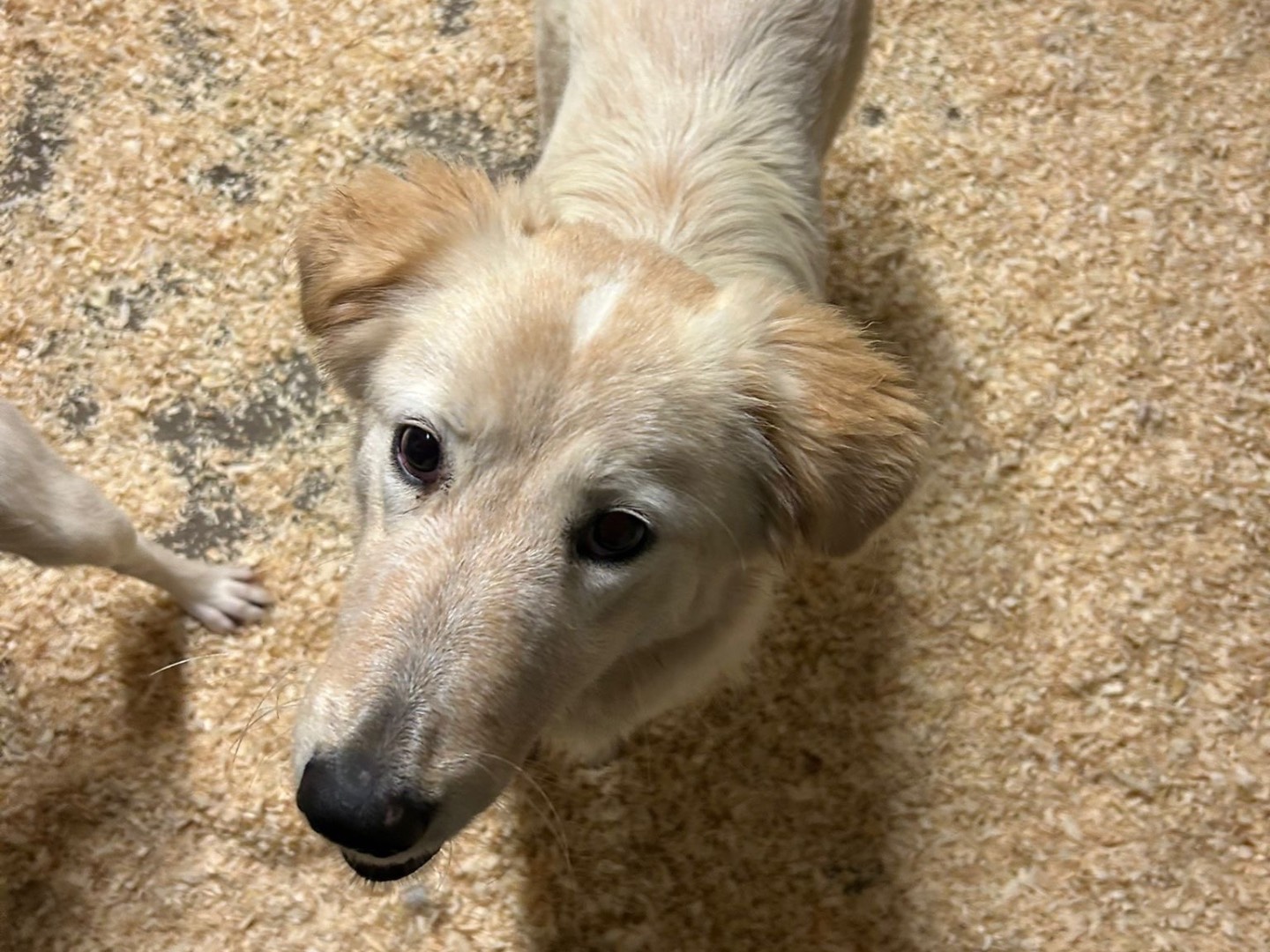 Vuoi adottare un cane a Milano?