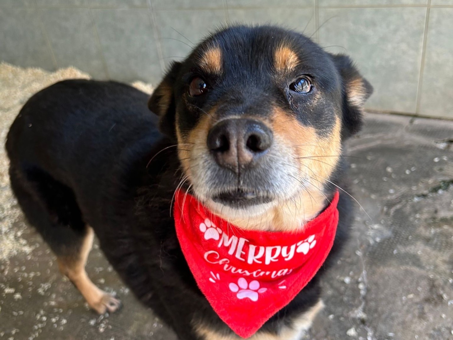 Adozione cane, femmina, Razza sconosciuta Razza sconosciuta, 7 anni e 3 mesi, taglia media contenuta, Milano