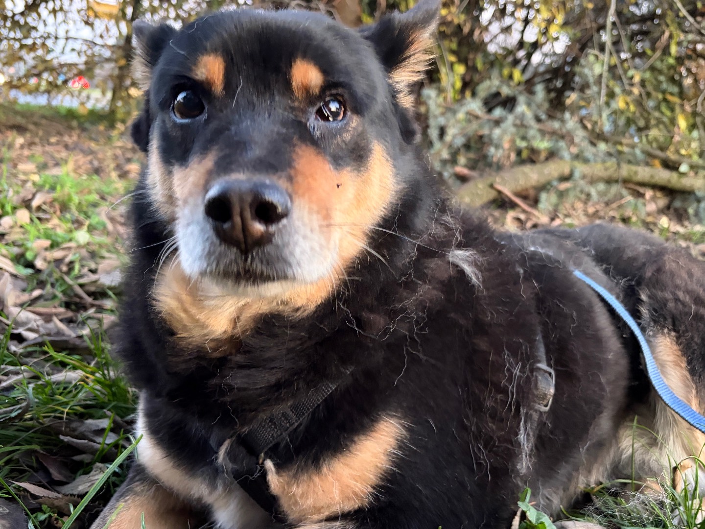 Adotta un cane, femmina, 7 anni e 3 mesi, Milano