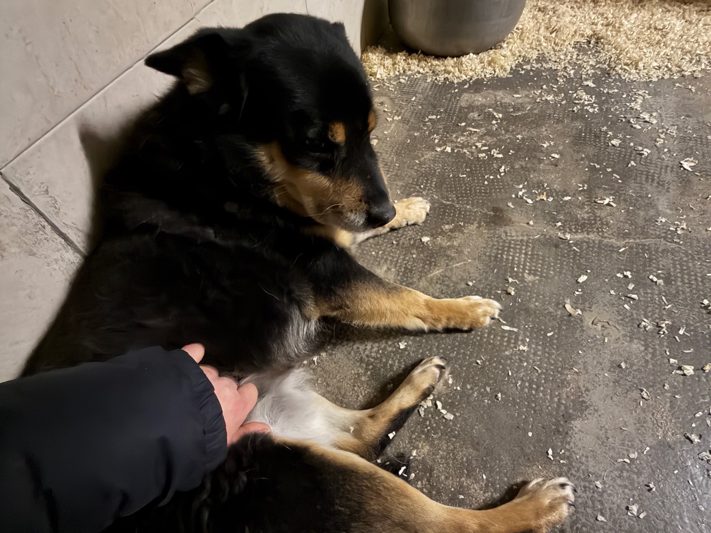 Adotta un cane, taglia media contenuta, femmina, Milano