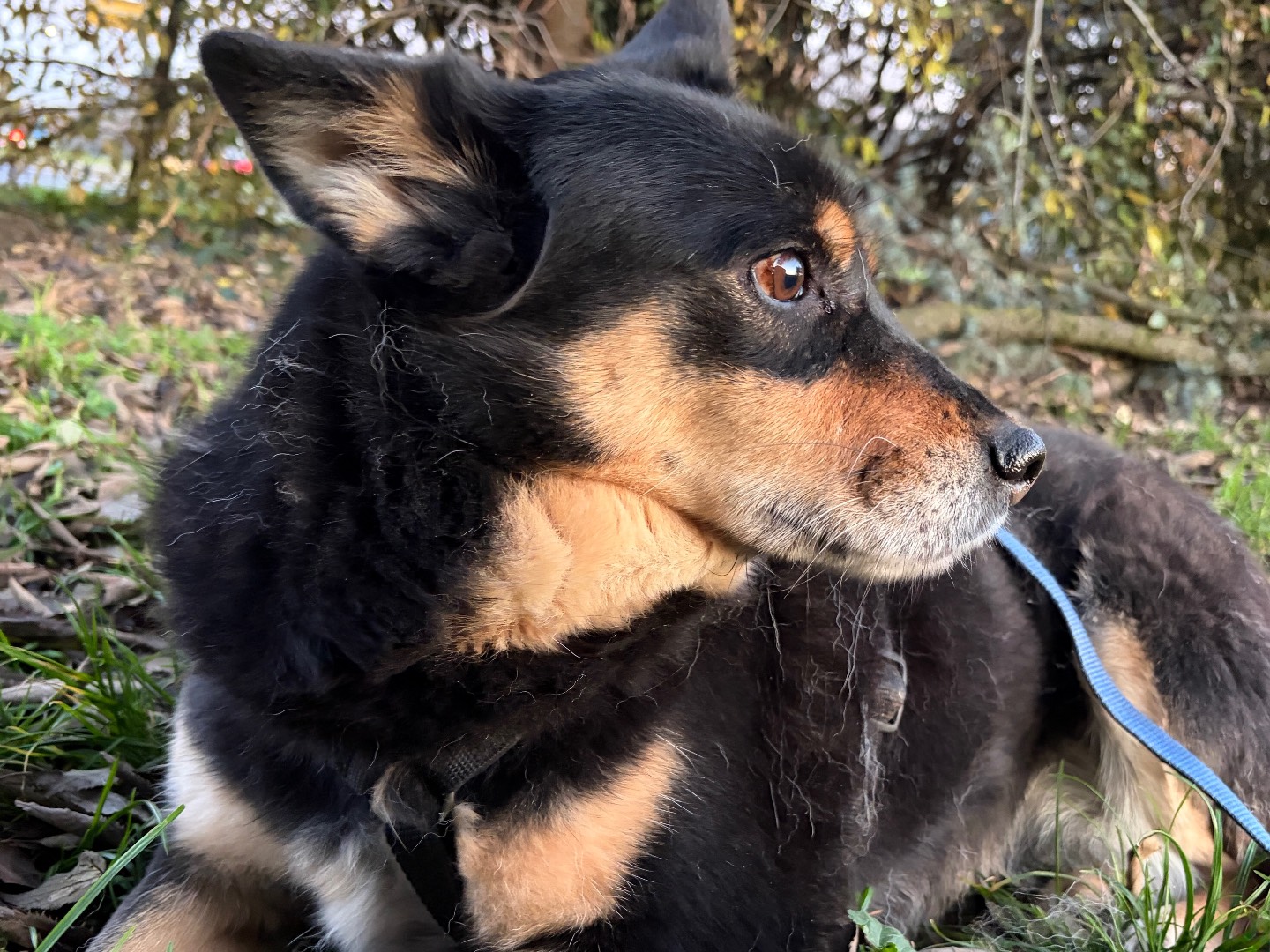 Vuoi adottare un cane a Milano?