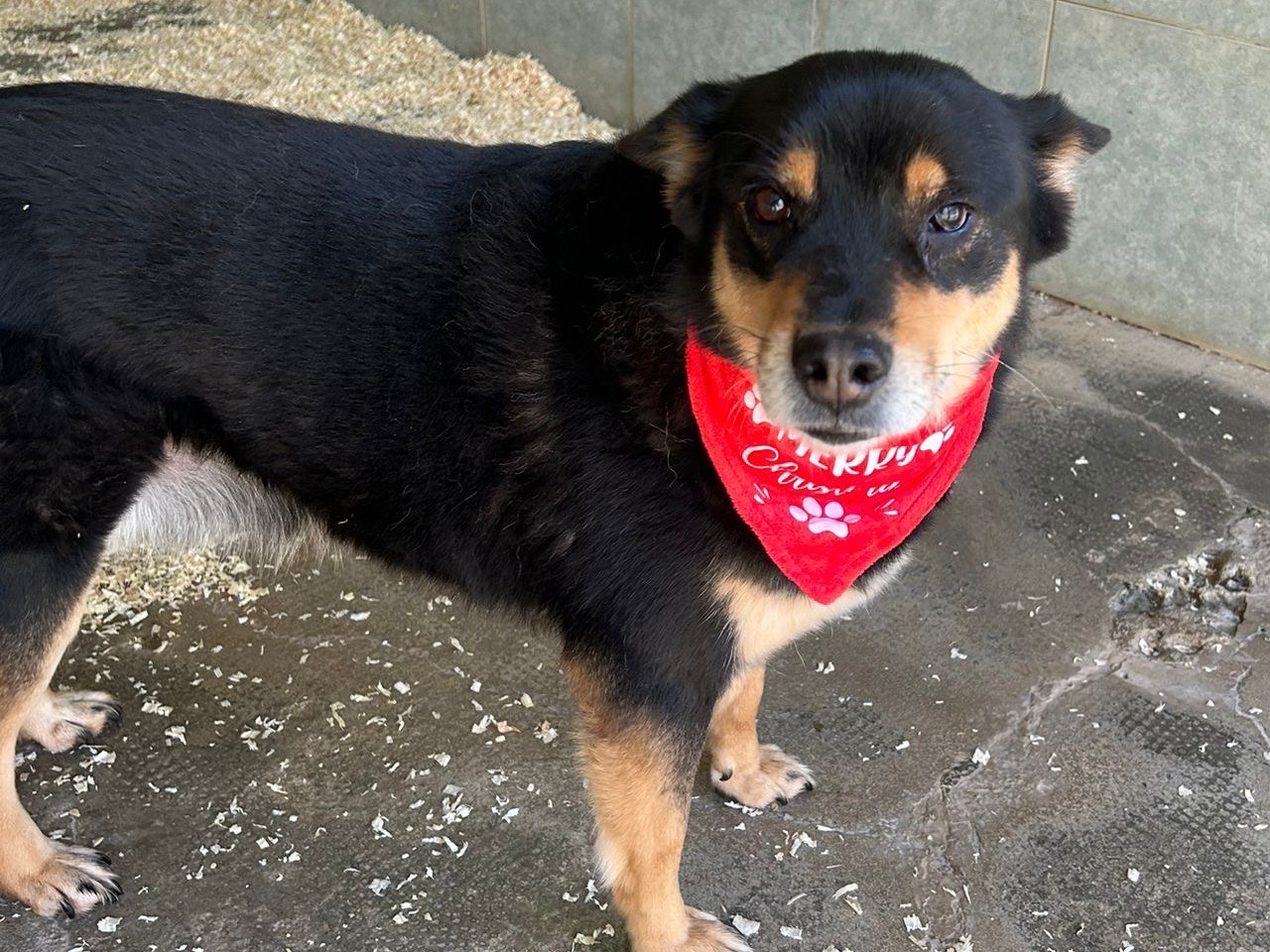 Adotta il cane Elsa a Milano