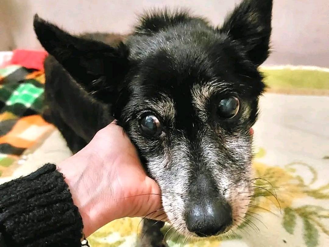 Adozione cane, maschio, Razza sconosciuta Razza sconosciuta, 17 anni e 1 mese, taglia piccola, Cremona