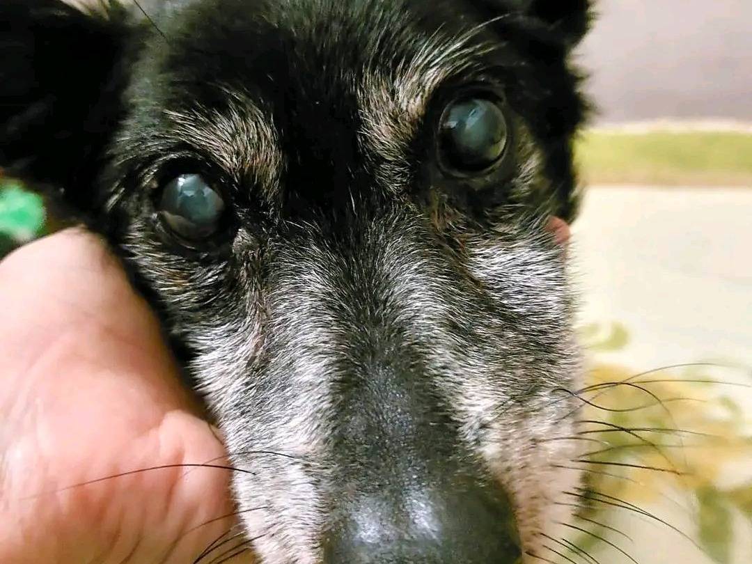Adotta un cane, maschio, 17 anni e 1 mese, Cremona