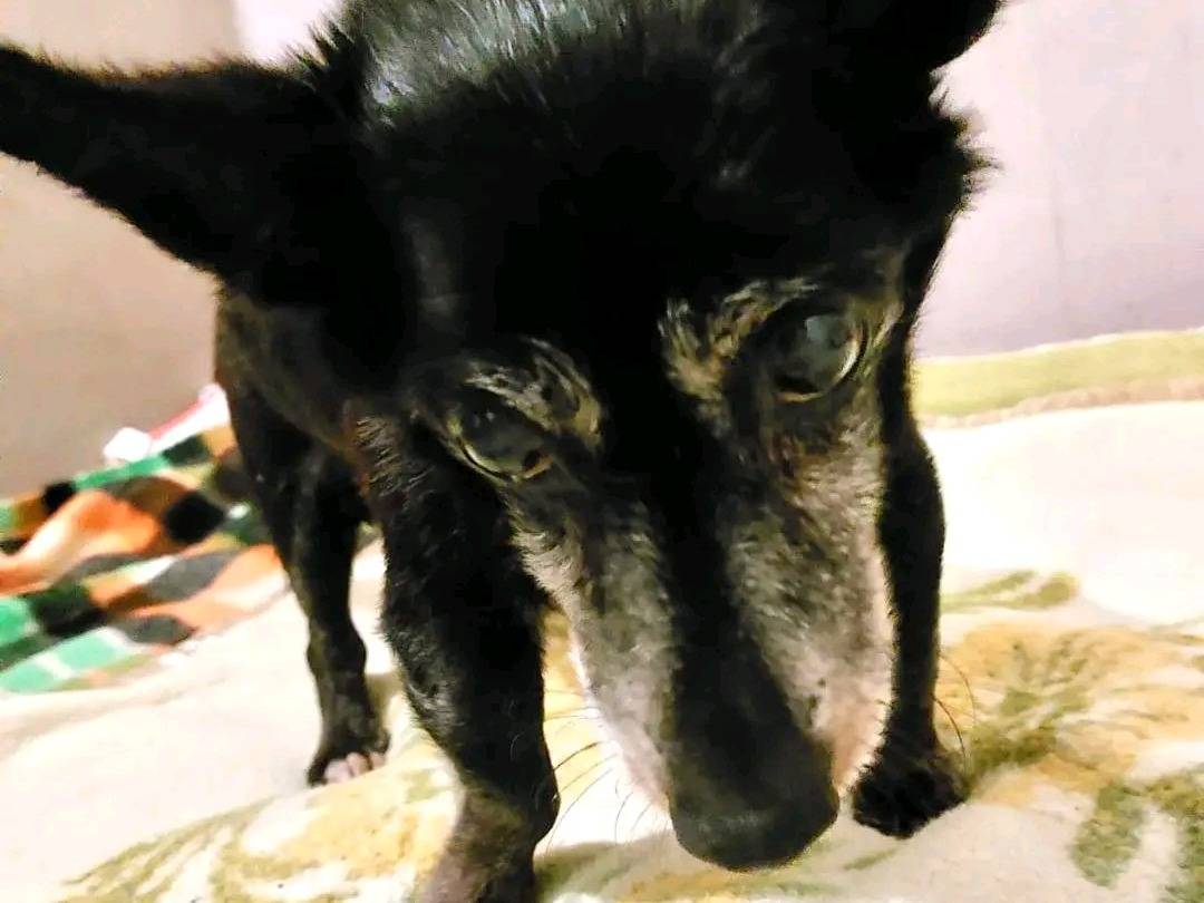 Adotta un cane, taglia piccola, maschio, Cremona