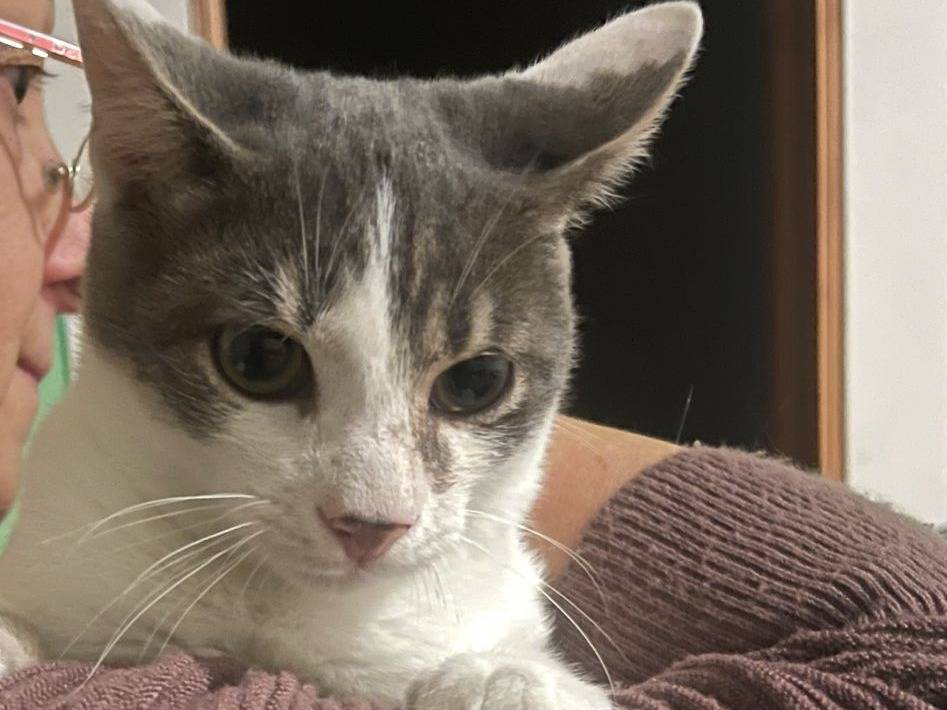 Adozione gatto, maschio, Razza sconosciuta Razza sconosciuta, 8 mesi, taglia non valida, Brescia