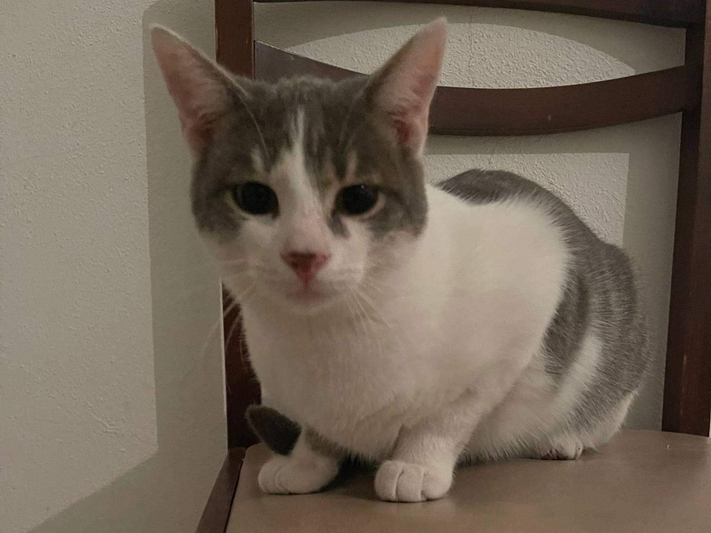 Adotta un gatto, taglia non valida, maschio, Brescia