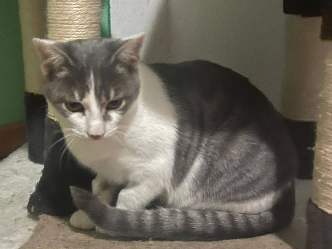 Vuoi adottare un gatto a Brescia?