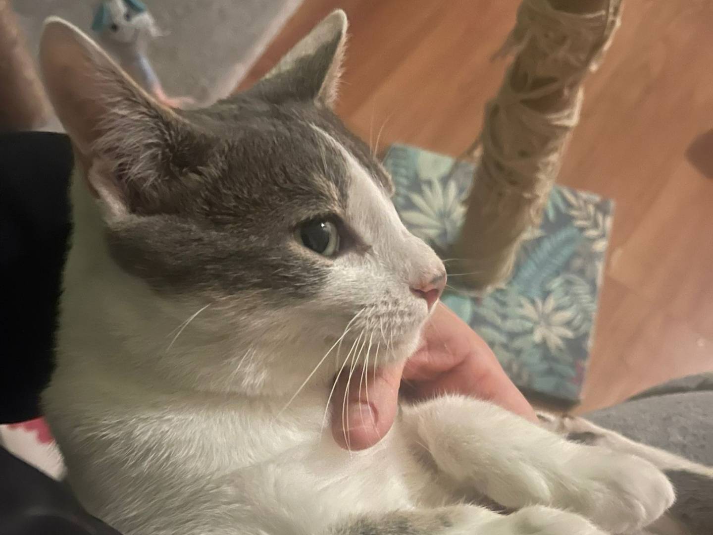 Adotta il gatto Baffo a Brescia