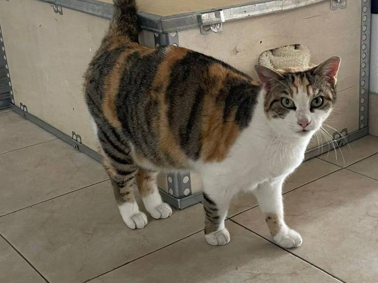 Vuoi adottare un gatto a Brescia?