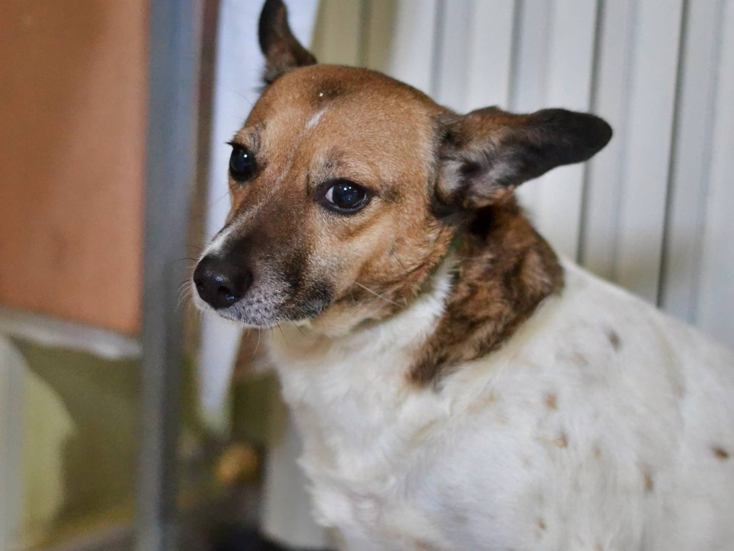 Adotta un cane, femmina, 5 anni, Benevento