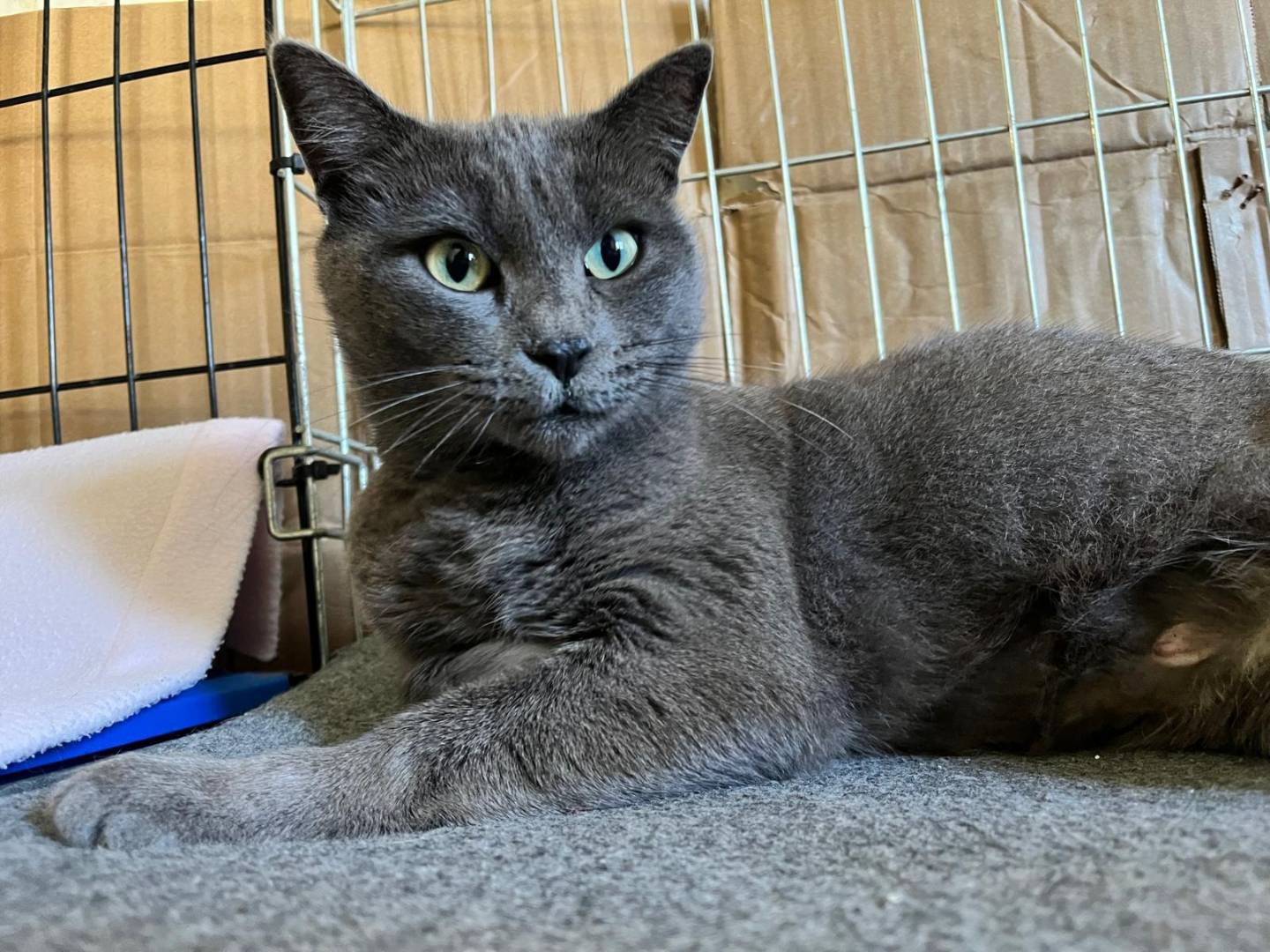 Adozione gatto, femmina, Razza sconosciuta Razza sconosciuta, 1 anno e 4 mesi, taglia non valida, Padova