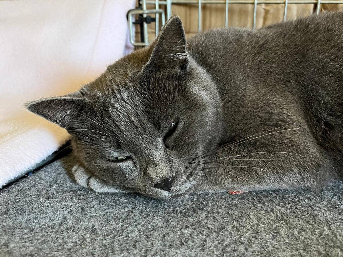 Adotta un gatto, femmina, 1 anno e 4 mesi, Padova