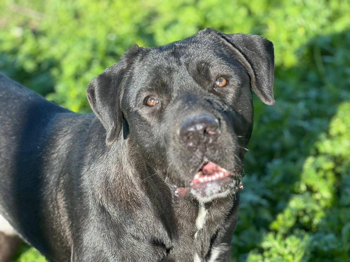 Adotta un cane, maschio, 1 anno e 6 mesi, Crotone