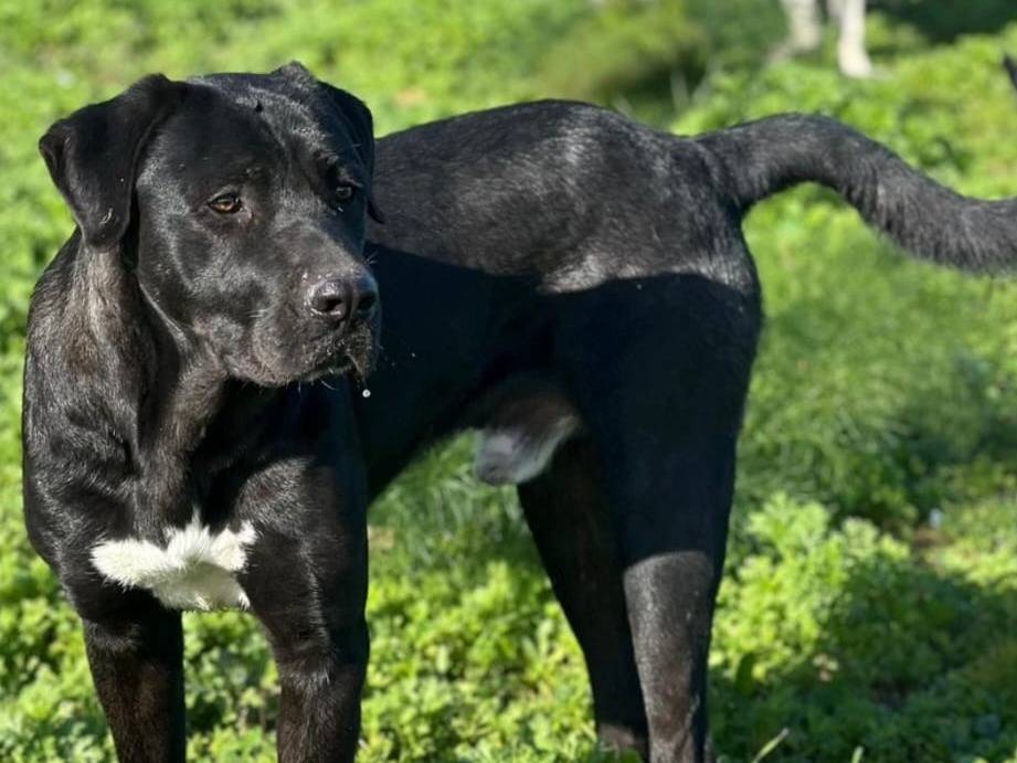 Adotta un cane, taglia media, maschio, Crotone
