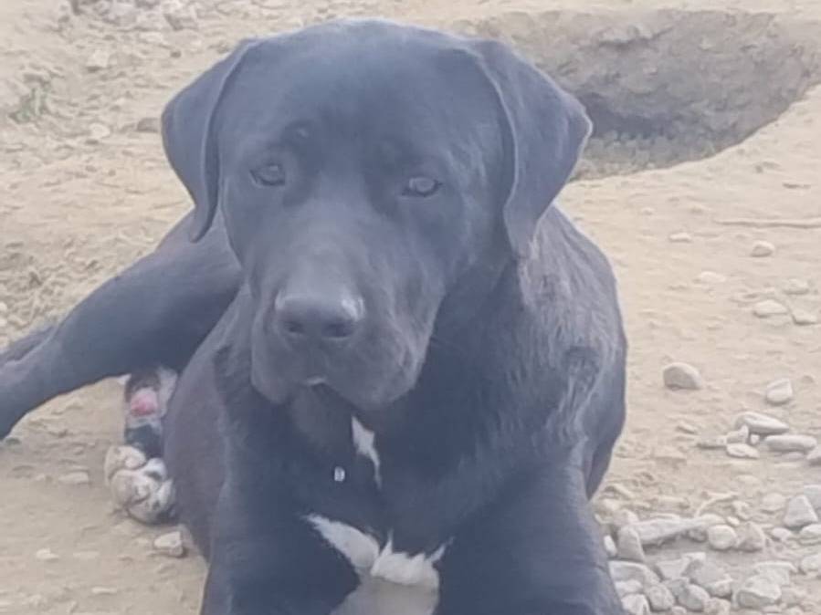 Vuoi adottare un cane a Crotone?