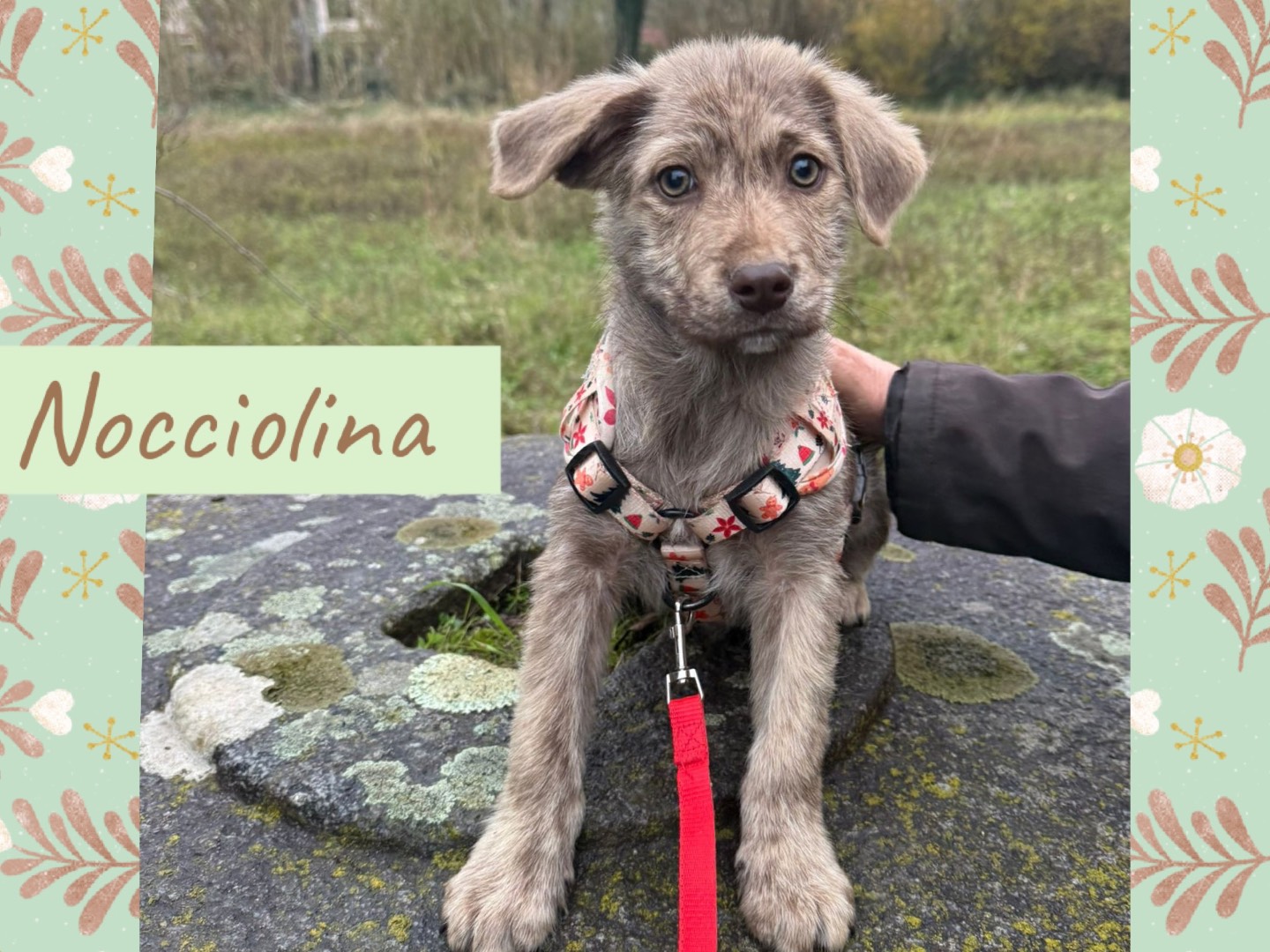 Adozione cane, femmina, Razza sconosciuta Razza sconosciuta, 4 mesi, taglia media, Catanzaro