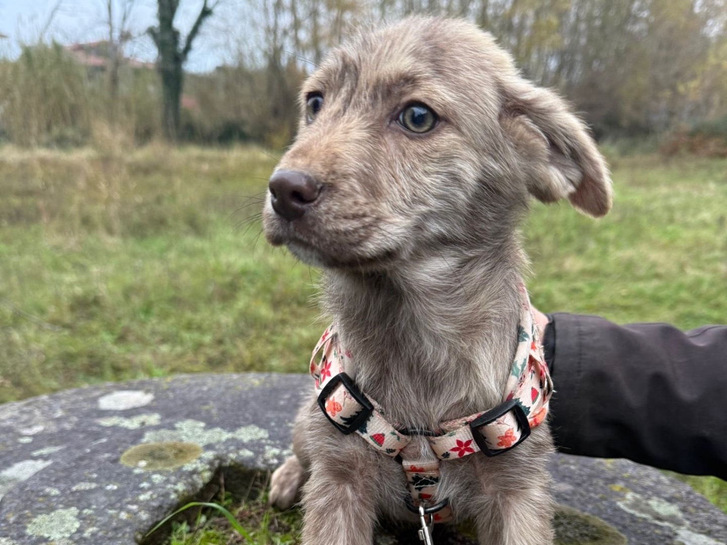 Adotta un cane, femmina, 4 mesi, Catanzaro