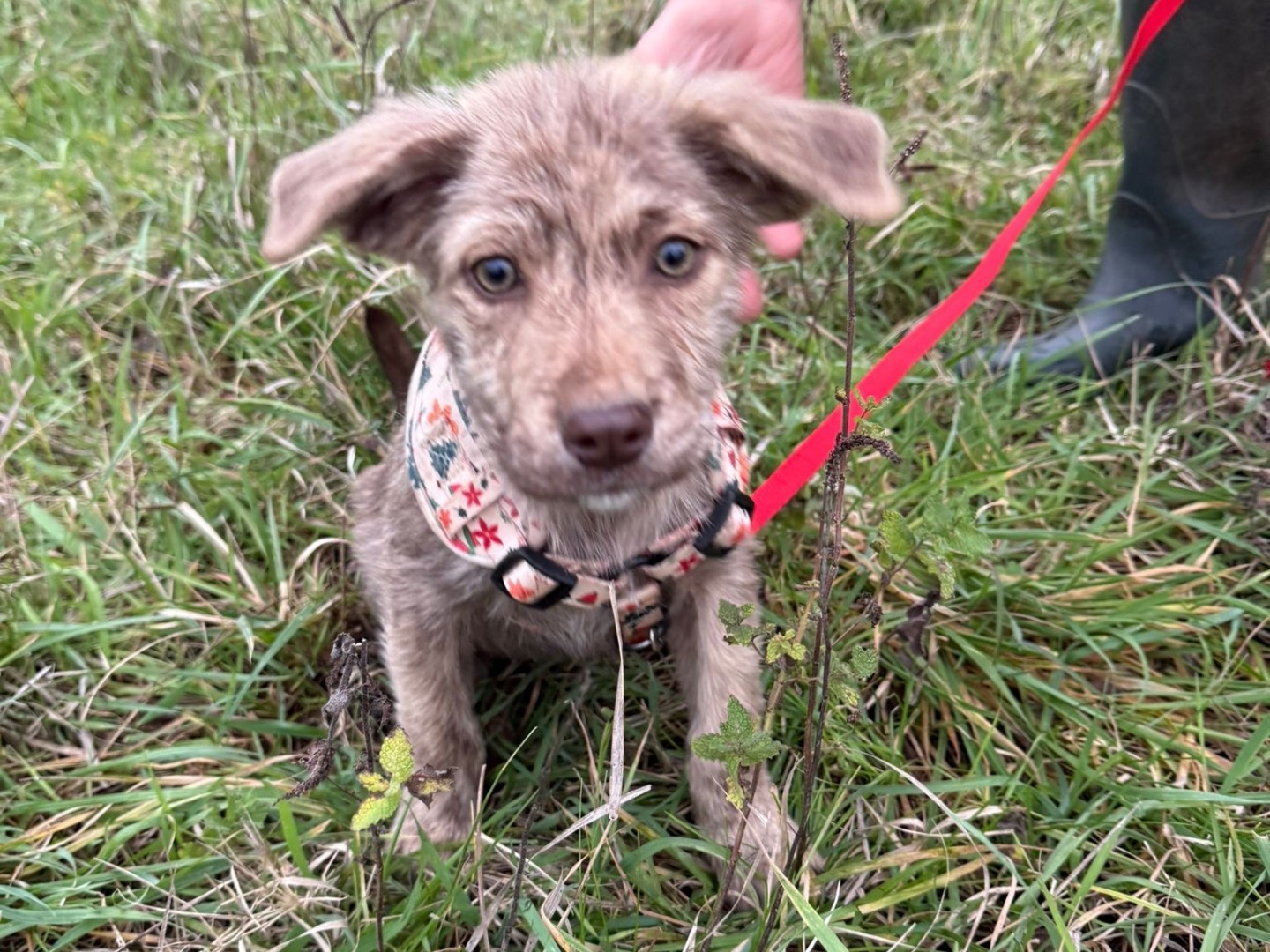 Adotta un cane, taglia media, femmina, Catanzaro