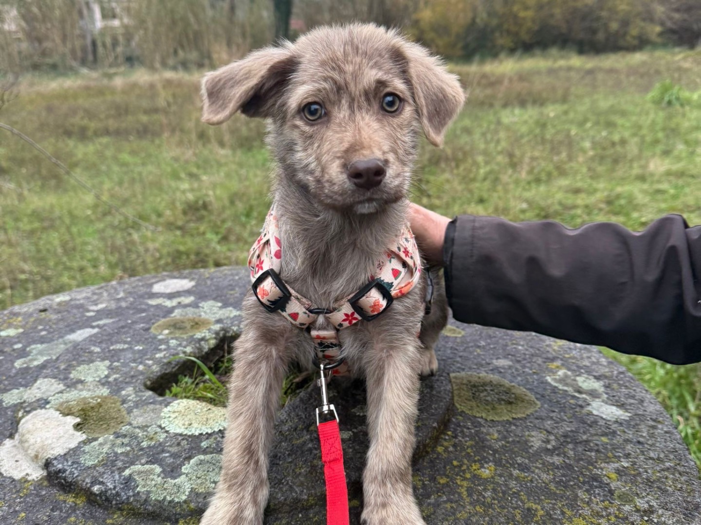 Vuoi adottare un cane a Catanzaro?