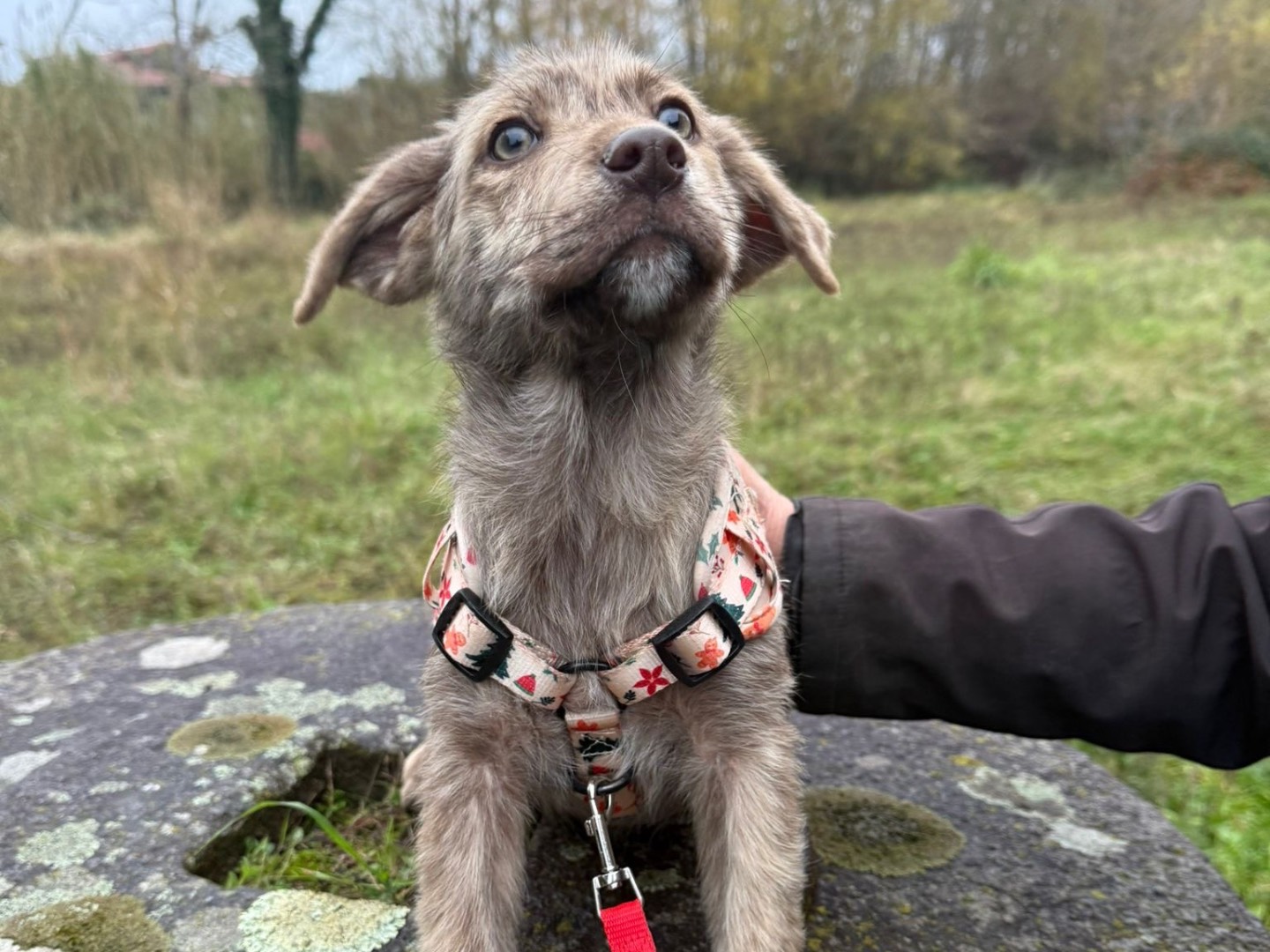 Adotta il cane Nocciolina a Catanzaro