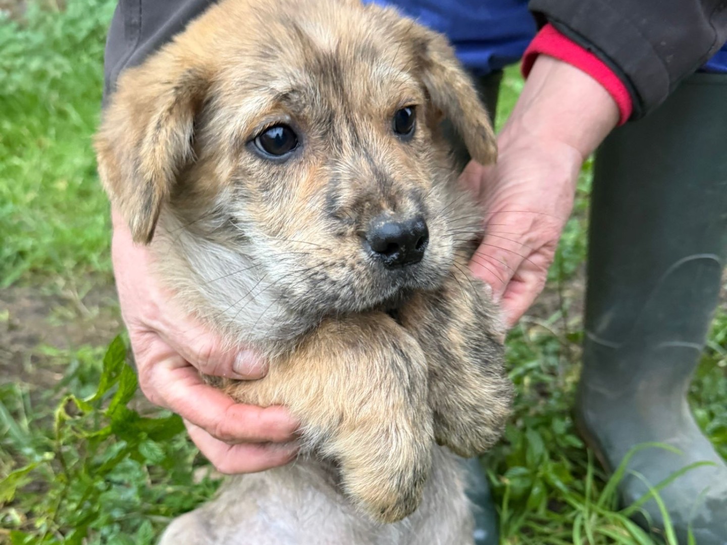 Vuoi adottare un cane a Catanzaro?