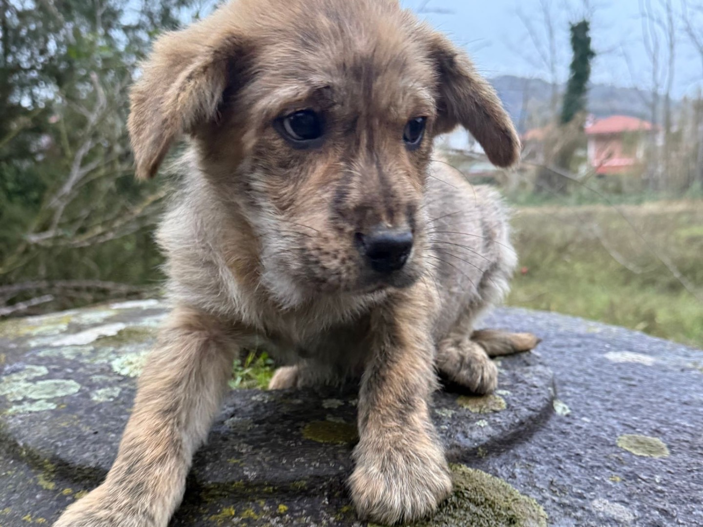 Adotta il cane Zac a Catanzaro