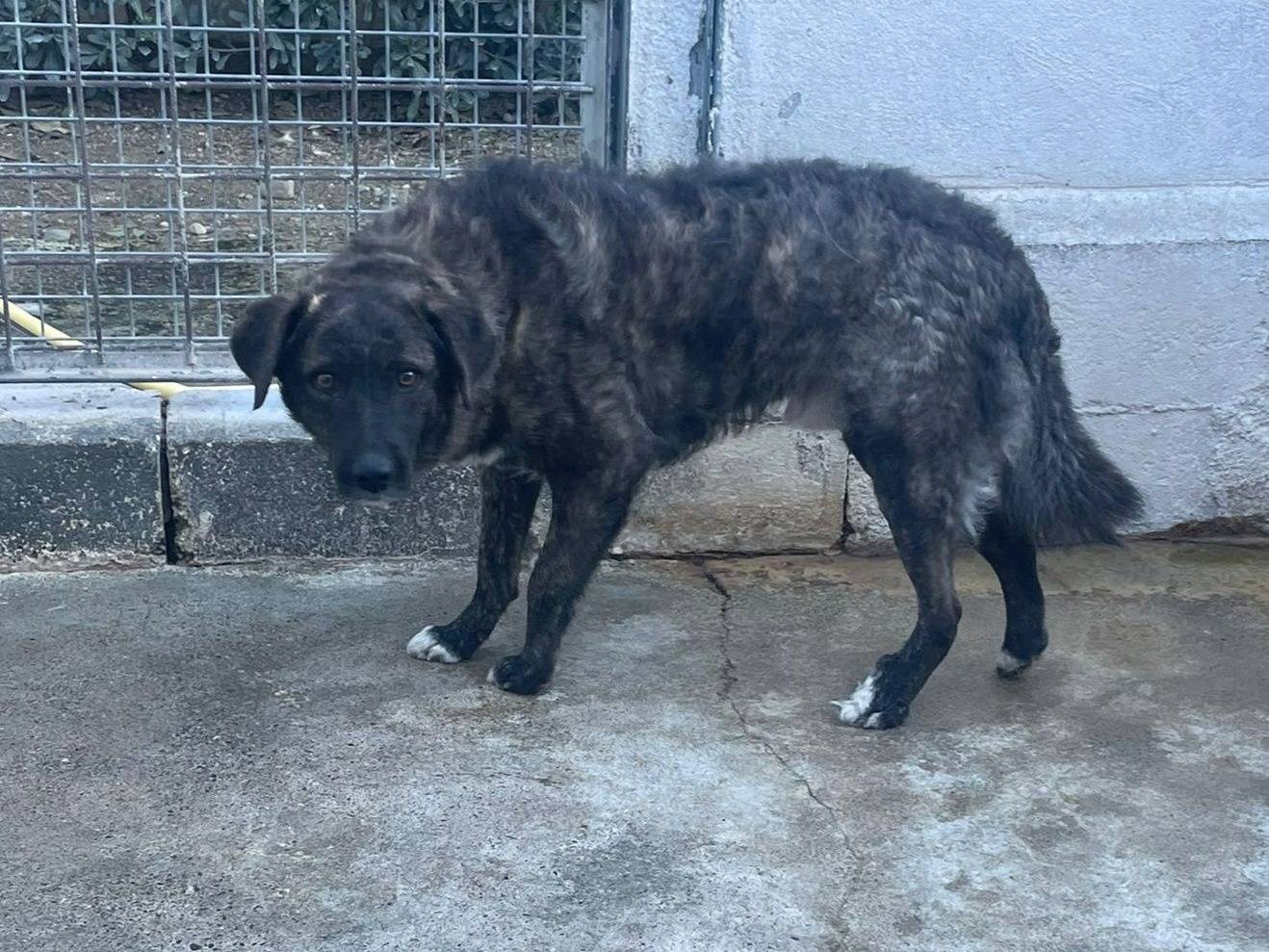 Adozione cane, maschio, Razza sconosciuta Razza sconosciuta, 11 mesi, taglia grande, Crotone
