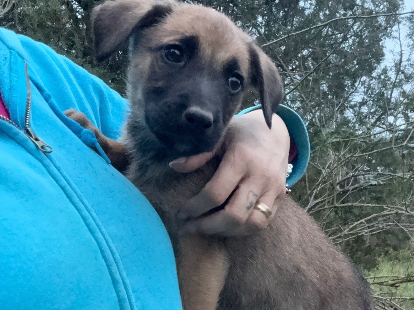 Adotta il cane Memo Momo Milo a Catanzaro