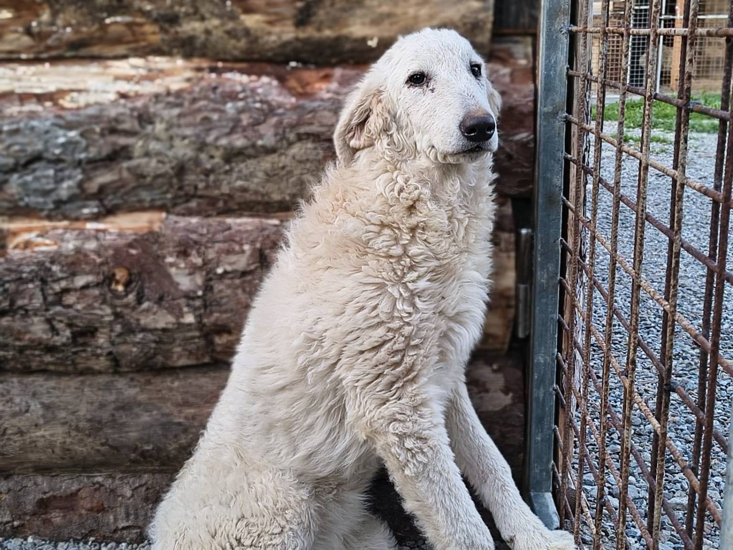 Adotta un cane, femmina, 5 mesi, Crotone
