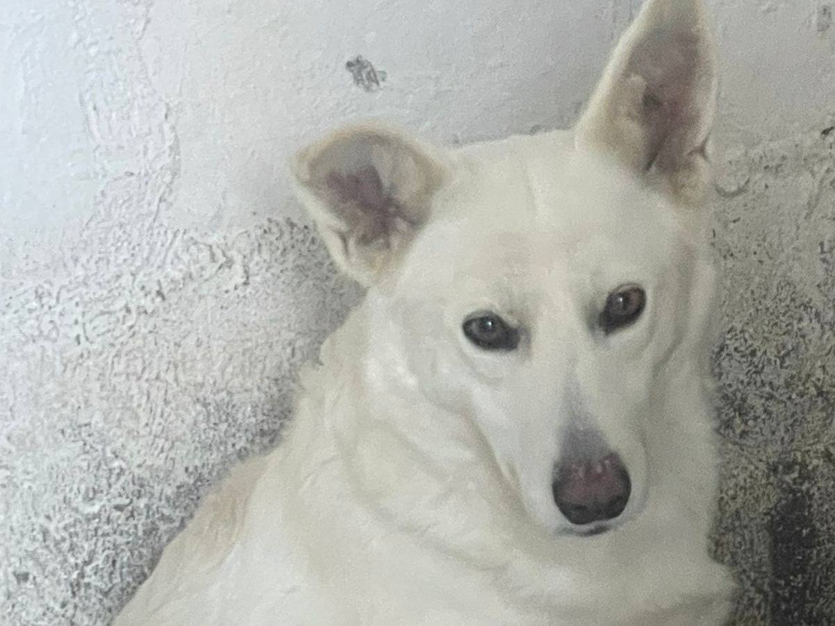 Adozione cane, femmina, Razza sconosciuta Razza sconosciuta, 3 anni e 6 mesi, taglia media, Crotone
