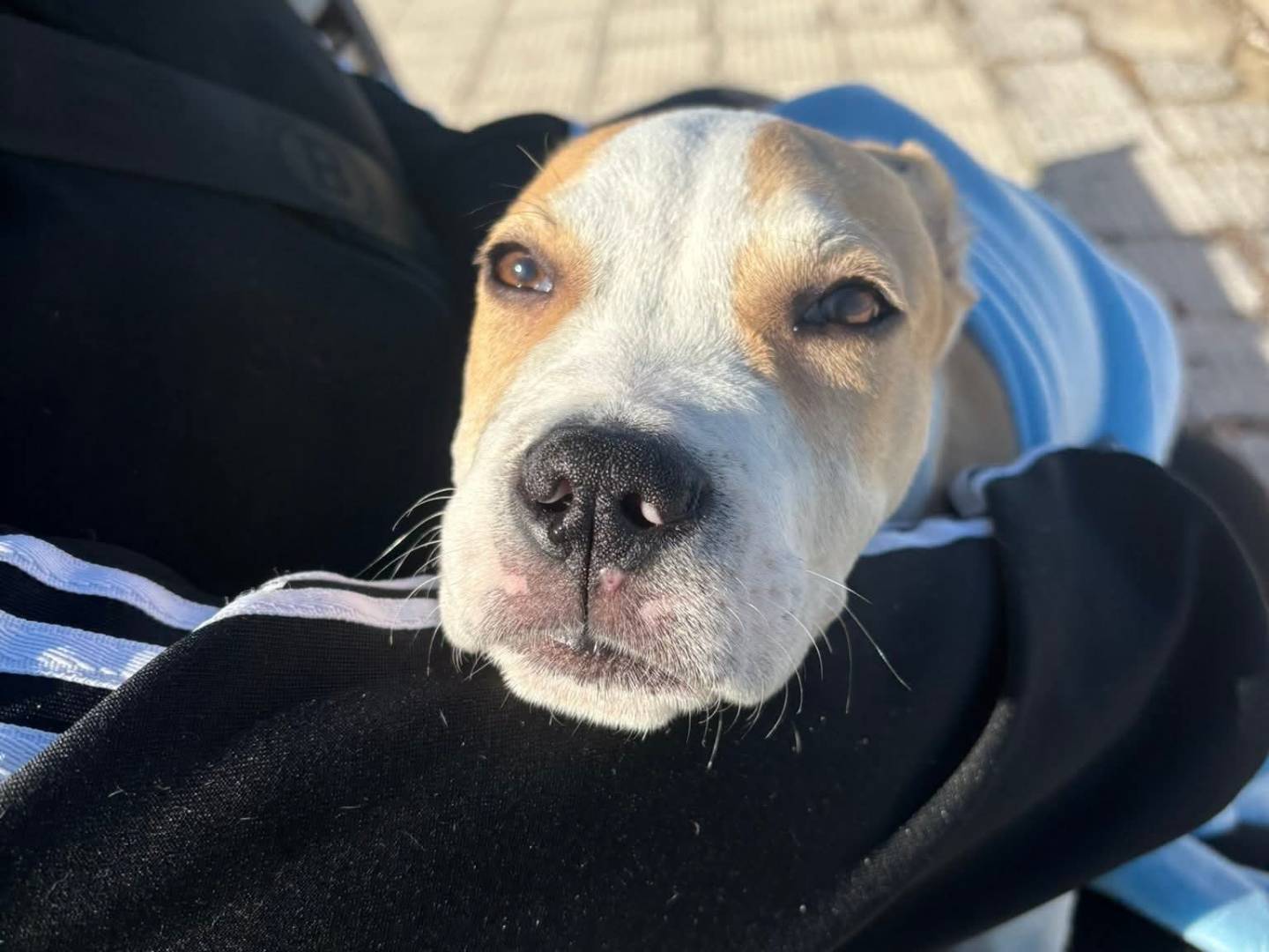 Adotta un cane, maschio, 4 mesi, Cremona