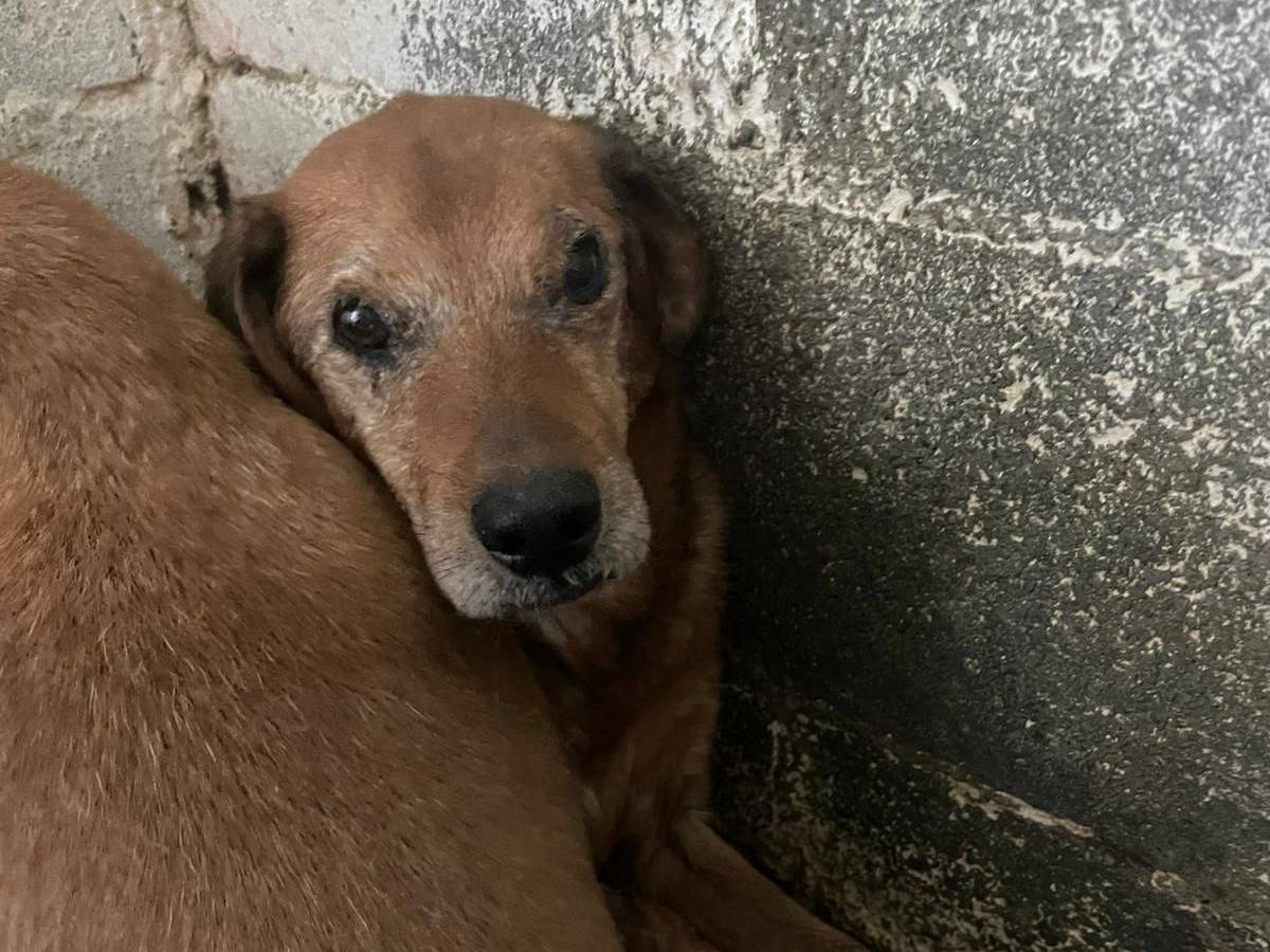 Adozione cane, femmina, Razza sconosciuta Razza sconosciuta, 3 anni e 10 mesi, taglia media, Crotone